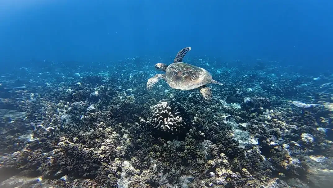 sortie chilling morning tortue