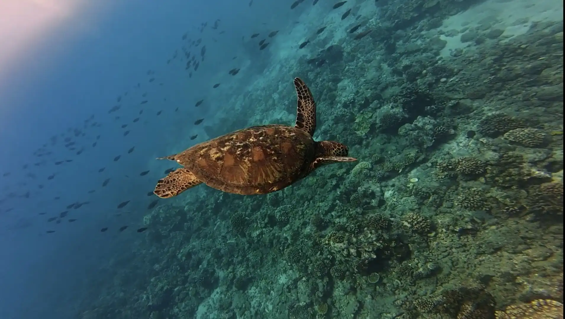 chilling boat tortue tahiti